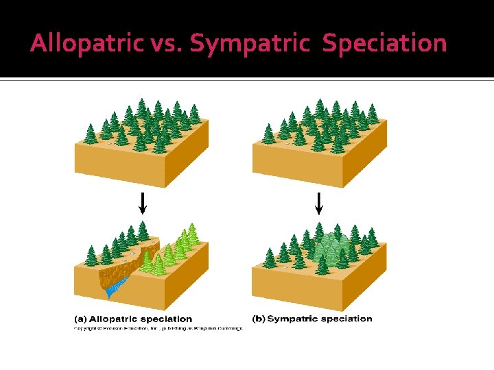 Allopatric vs. Sympatric Speciation 