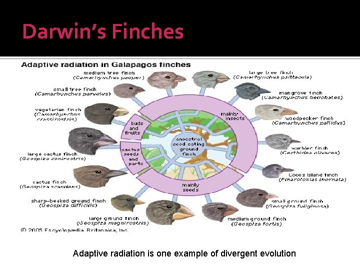 Darwin’s Finches Adaptive radiation is one example of divergent evolution 