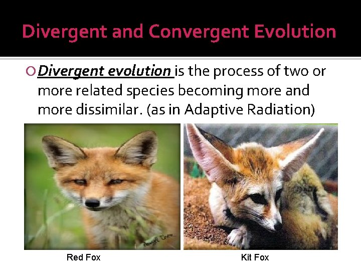 Divergent and Convergent Evolution Divergent evolution is the process of two or more related