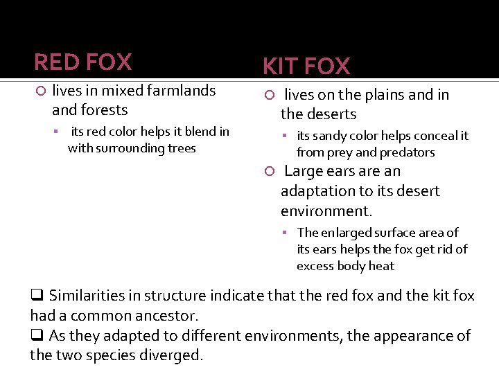 RED FOX lives in mixed farmlands and forests KIT FOX its red color helps