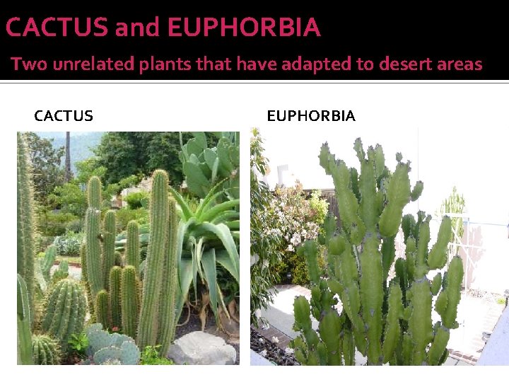 CACTUS and EUPHORBIA Two unrelated plants that have adapted to desert areas CACTUS .