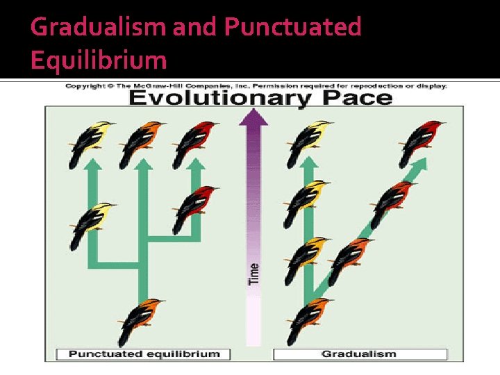 Gradualism and Punctuated Equilibrium 