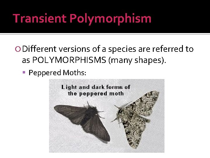 Transient Polymorphism Different versions of a species are referred to as POLYMORPHISMS (many shapes).