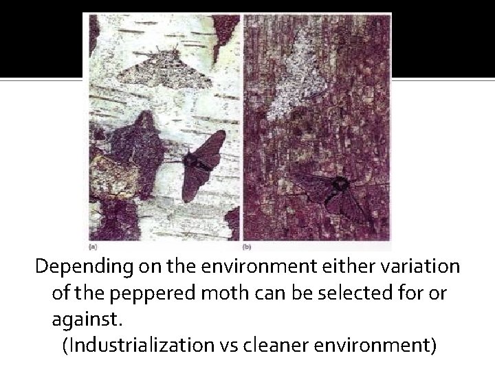 Depending on the environment either variation of the peppered moth can be selected for