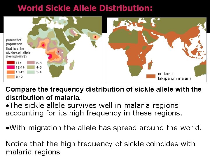 World Sickle Allele Distribution: Compare the frequency distribution of sickle allele with the distribution