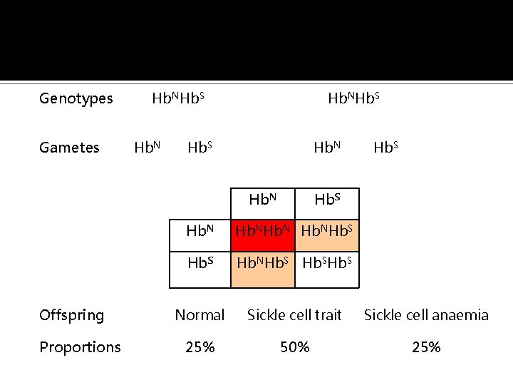 Phenotypes Sickle cell trait Genotypes Gametes x Sickle cell trait Hb. NHb. S Hb.