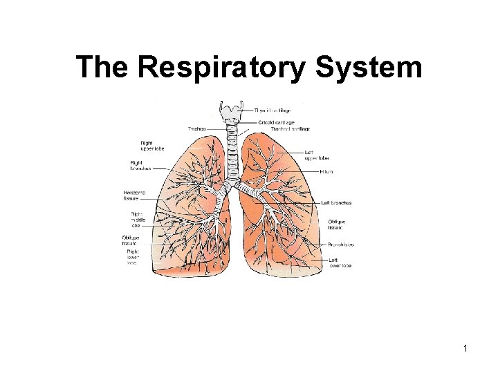 The Respiratory System 1 