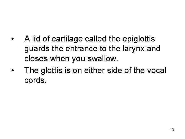  • • A lid of cartilage called the epiglottis guards the entrance to