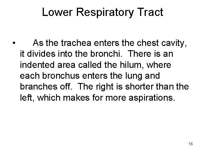Lower Respiratory Tract • As the trachea enters the chest cavity, it divides into