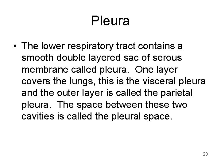 Pleura • The lower respiratory tract contains a smooth double layered sac of serous