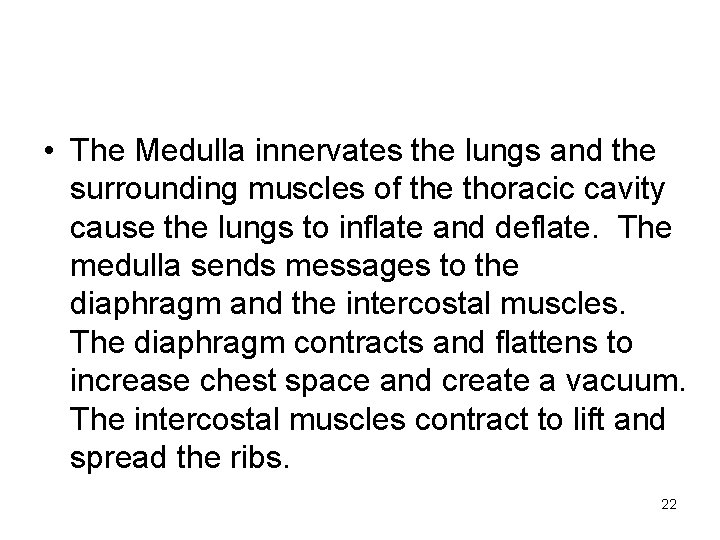  • The Medulla innervates the lungs and the surrounding muscles of the thoracic