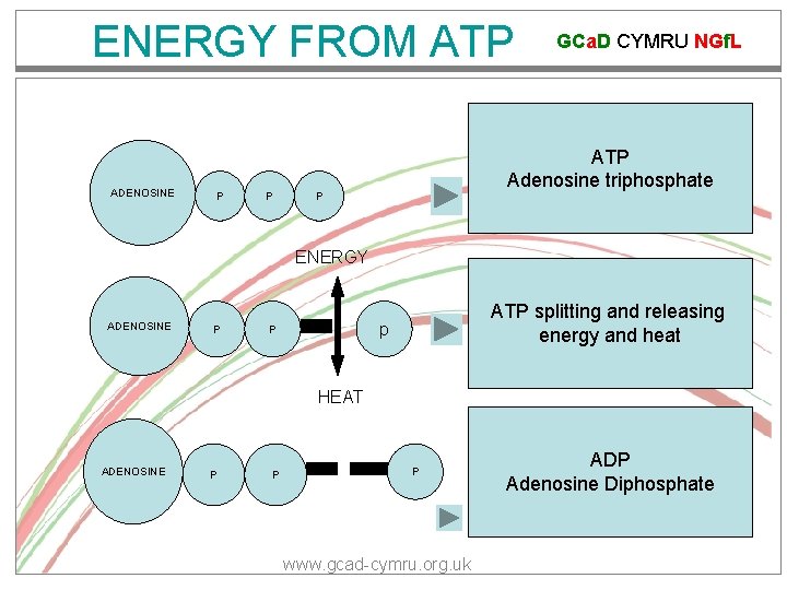 ENERGY FROM ATP ADENOSINE P P GCa. D CYMRU NGf. L ATP Adenosine triphosphate