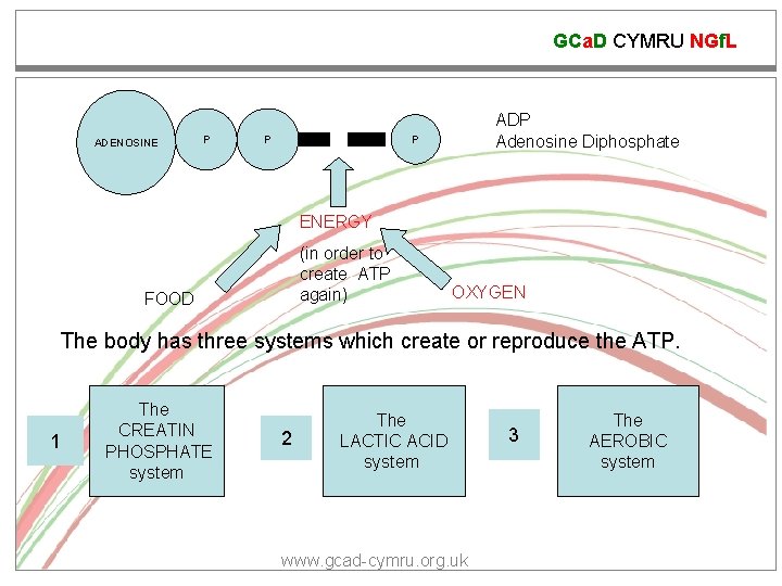 GCa. D CYMRU NGf. L ADENOSINE P ADP Adenosine Diphosphate P P ENERGY (in