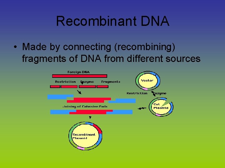Recombinant DNA • Made by connecting (recombining) fragments of DNA from different sources 