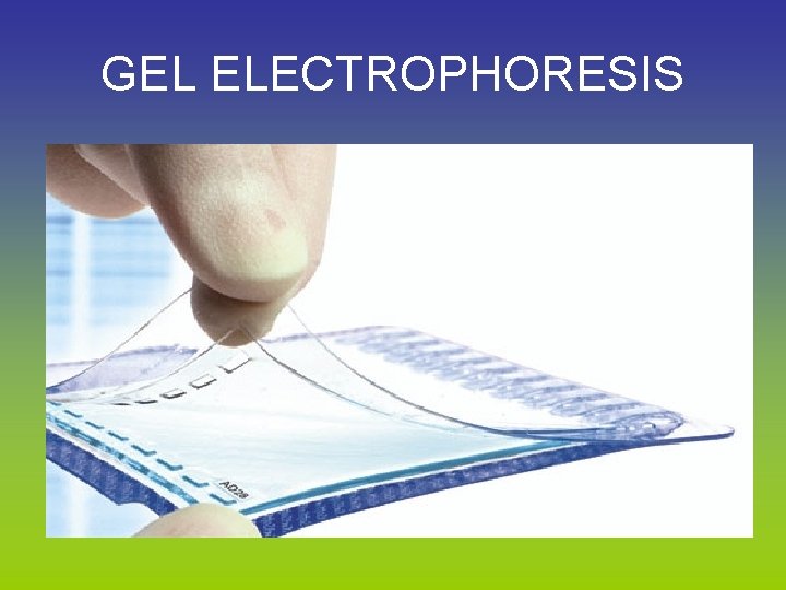 GEL ELECTROPHORESIS 