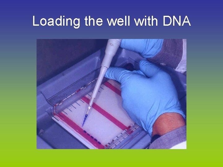 Loading the well with DNA 