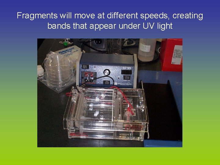 Fragments will move at different speeds, creating bands that appear under UV light 