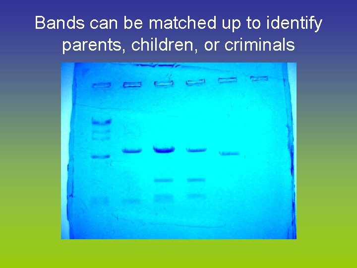 Bands can be matched up to identify parents, children, or criminals 