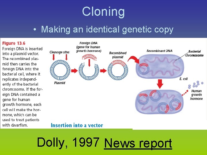 Cloning • Making an identical genetic copy Dolly, 1997 News report 