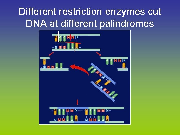 Different restriction enzymes cut DNA at different palindromes 