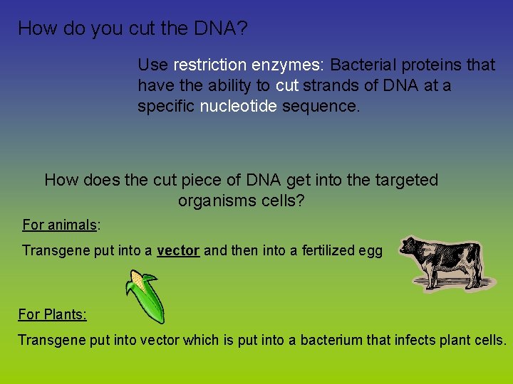 How do you cut the DNA? Use restriction enzymes: Bacterial proteins that have the