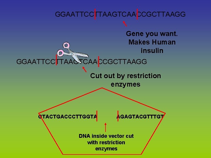 GGAATTCCTTAAGTCAACCGCTTAAGG Gene you want. Makes Human insulin GGAATTCCTTAAGTCAACCGCTTAAGG Cut out by restriction enzymes GTACTGACCCTTGGTA