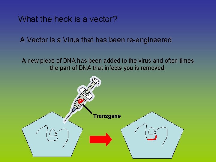 What the heck is a vector? A Vector is a Virus that has been