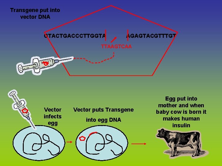 Transgene put into vector DNA GTACTGACCCTTGGTA AGAGTACGTTTGT TTAAGTCAA Vector infects egg Vector puts Transgene