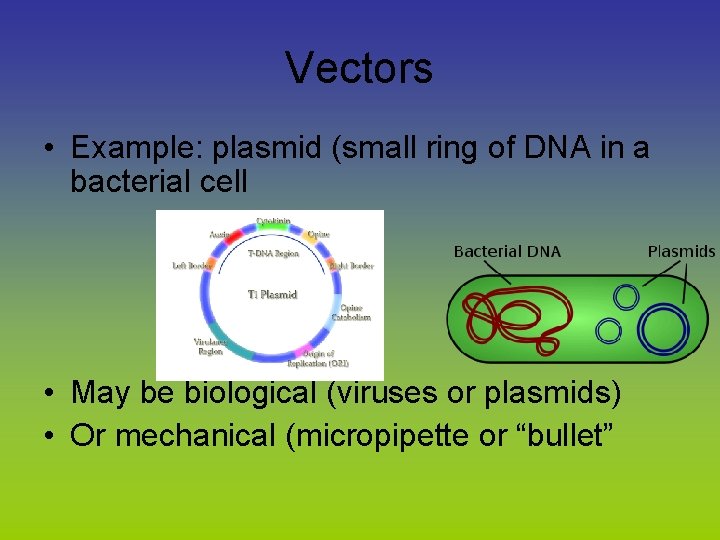 Vectors • Example: plasmid (small ring of DNA in a bacterial cell • May