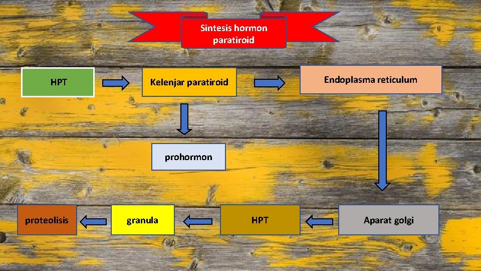 Sintesis hormon paratiroid HPT Endoplasma reticulum Kelenjar paratiroid prohormon proteolisis granula HPT Aparat golgi