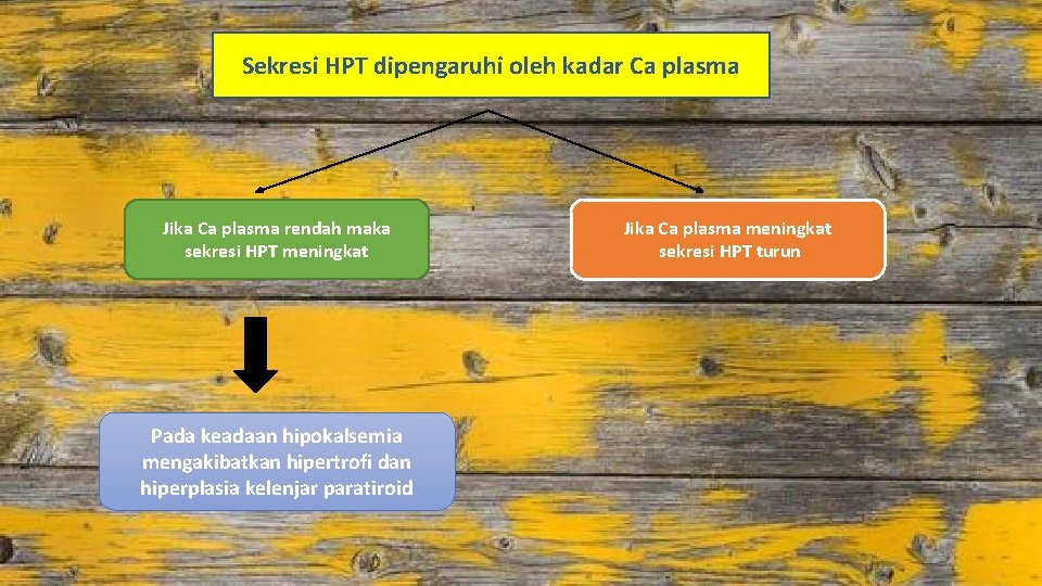 Sekresi HPT dipengaruhi oleh kadar Ca plasma Jika Ca plasma rendah maka sekresi HPT