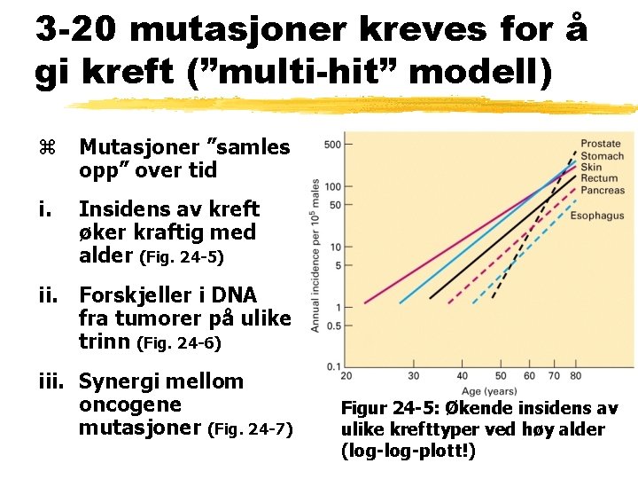 3 -20 mutasjoner kreves for å gi kreft (”multi-hit” modell) z Mutasjoner ”samles opp”