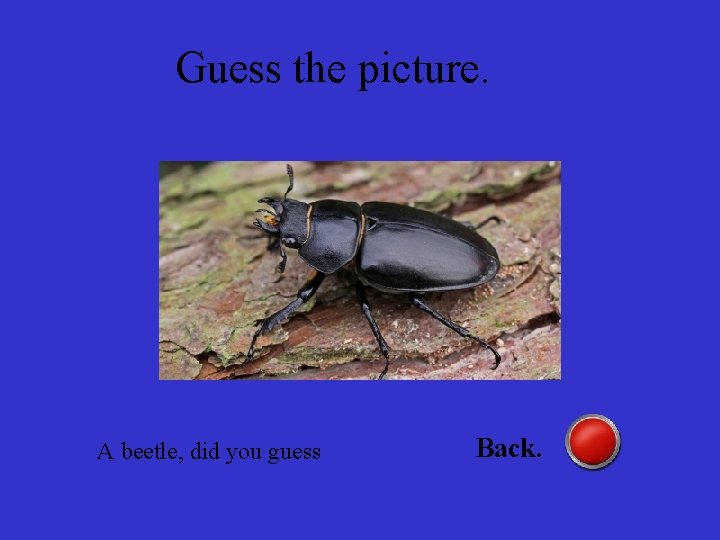 Guess the picture. A beetle, did you guess Back. 