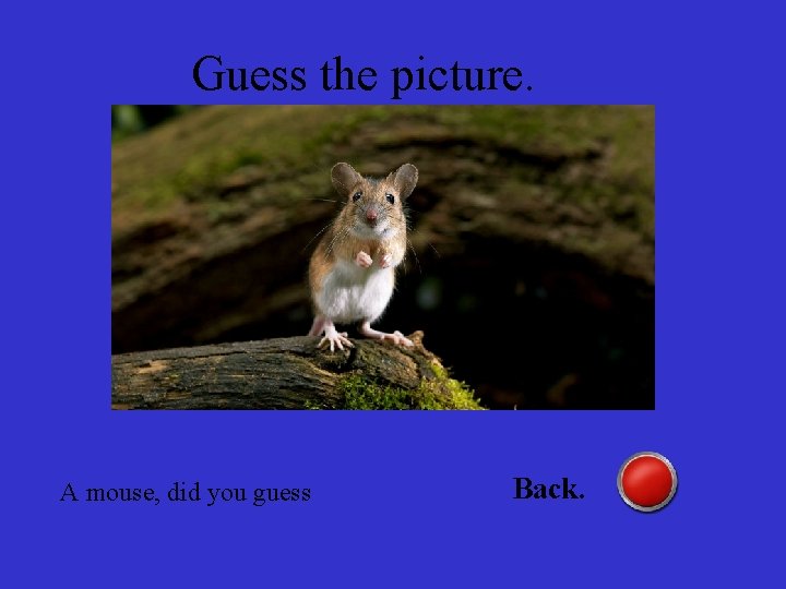 Guess the picture. A mouse, did you guess Back. 