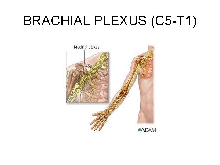 BRACHIAL PLEXUS (C 5 -T 1) 