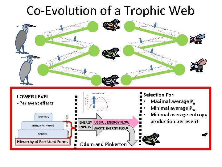 Co-Evolution of a Trophic Web Selection For: • Maximal average Pu • Minimal average