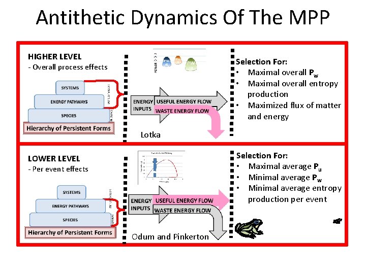 Antithetic Dynamics Of The MPP HIGHER LEVEL Selection For: • Maximal overall Pw •