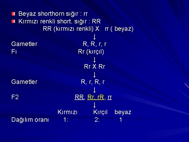 Beyaz shorthorn sığır : rr Kırmızı renkli short. sığır : RR RR (kırmızı renkli)