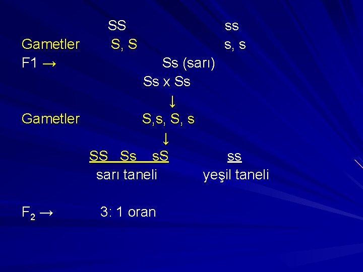 Gametler F 1 → SS S, S ss s, s Ss (sarı) Ss x