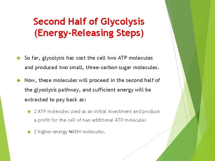 Second Half of Glycolysis (Energy-Releasing Steps) So far, glycolysis has cost the cell two