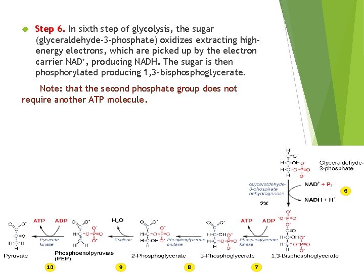  Step 6. In sixth step of glycolysis, the sugar (glyceraldehyde-3 -phosphate) oxidizes extracting