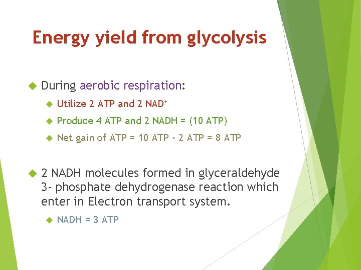 Energy yield from glycolysis During aerobic respiration: Utilize 2 ATP and 2 NAD+ Produce