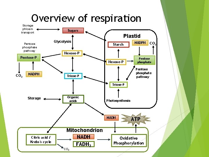Overview of respiration Storage phloem transport Pentose phosphate pathway Sugars Plastid Glycolysis Starch Hexose-P