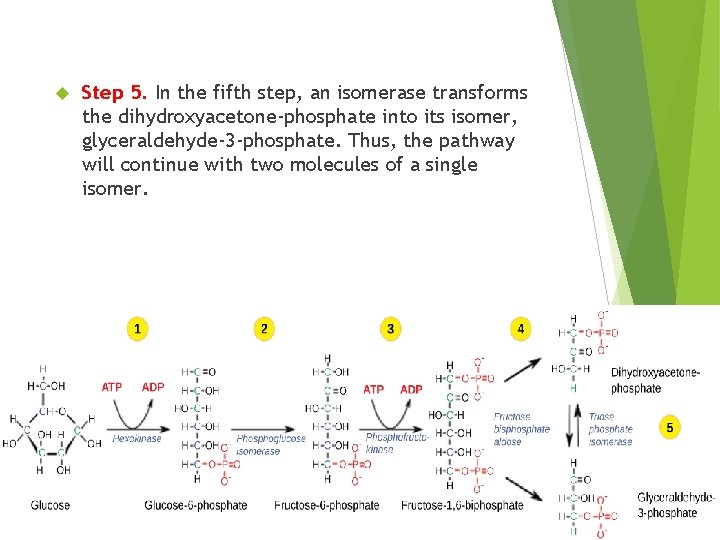  Step 5. In the fifth step, an isomerase transforms the dihydroxyacetone-phosphate into its
