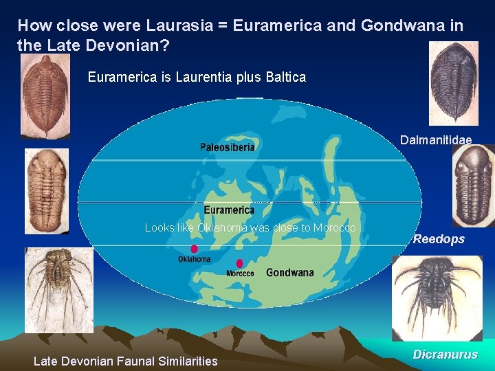 How close were Laurasia = Euramerica and Gondwana in the Late Devonian? Euramerica is