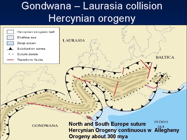 Gondwana – Laurasia collision Hercynian orogeny North and South Europe suture Hercynian Orogeny continuous