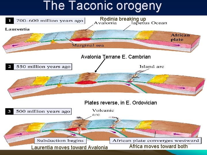 The Taconic orogeny Rodinia breaking up Avalonia Terrane E. Cambrian Plates reverse, in E.