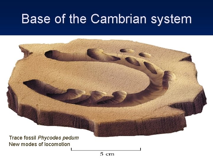 Base of the Cambrian system Trace fossil Phycodes pedum New modes of locomotion 