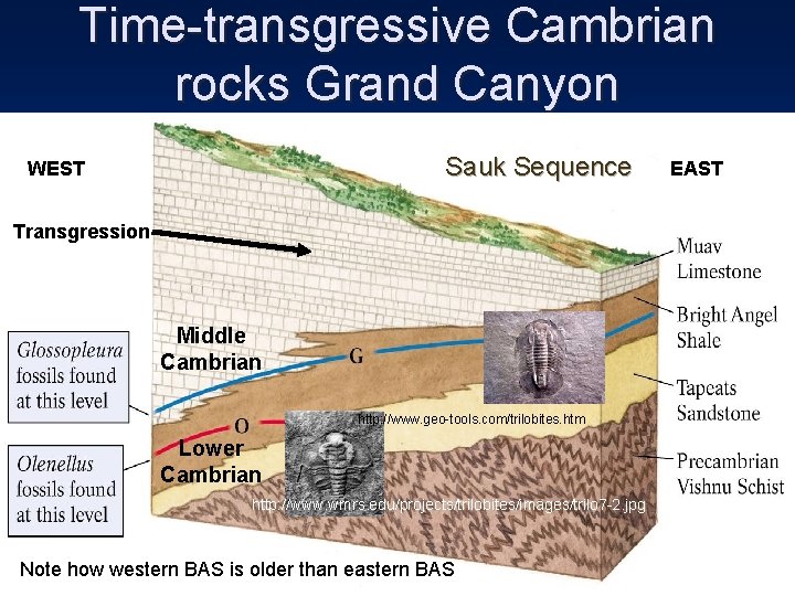 Time-transgressive Cambrian rocks Grand Canyon Sauk Sequence WEST Transgression Middle Cambrian http: //www. geo-tools.