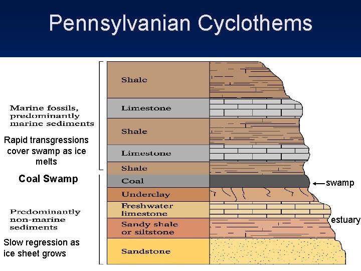 Pennsylvanian Cyclothems Rapid transgressions cover swamp as ice melts Coal Swamp swamp estuary Slow